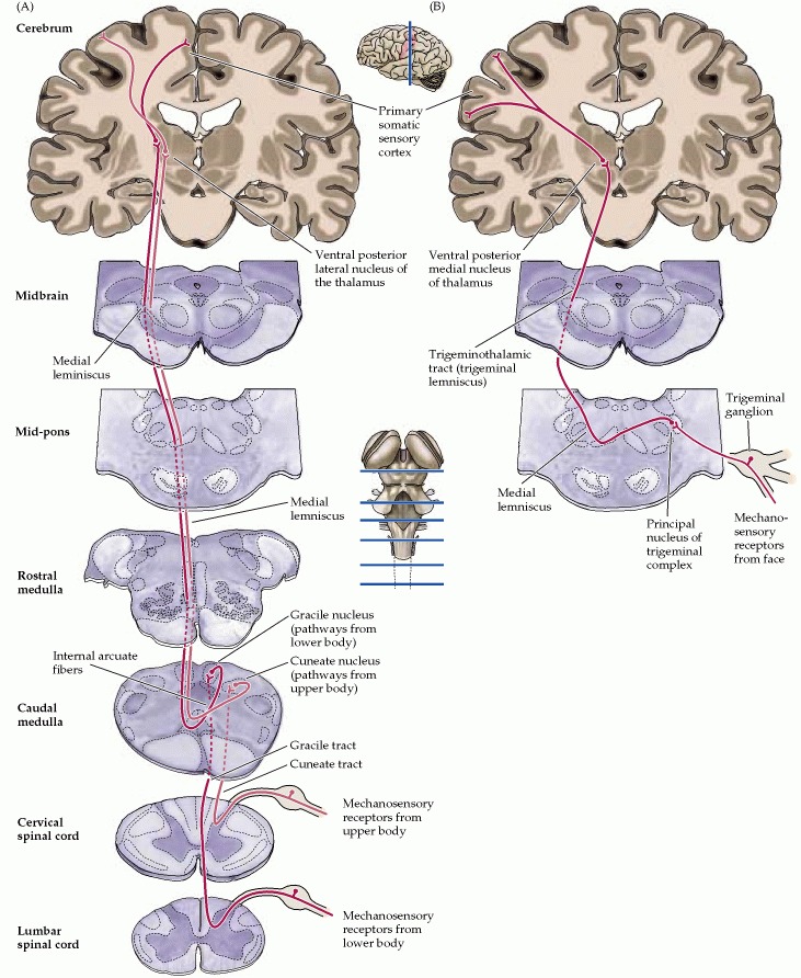 </img>

1) Pain stimuli at receptor in skin/muscle/tendon goes to cell body in DRG to central process in dorsal funiculus of spinal cord
2) Ascends through spinal cord in dorsal columns on ipsilateral side through gracile tract for lower body and cuneate track for upper body 
3) Ascends through ipsilateral dorsal funiculus
4) Synapses at medulla to become 2nd order neuron 
5) Crosses midline in medulla through internal arcuate fibers/sensory decussation
6) they are called the medial lemniscus after they cross
7) they synapse in the contralateral VPL 
8) the third order neuron from the VPL goes to the primary somatosensory cortex where they synapse
9) the fourth order neuron is in the somatosensory cortex
