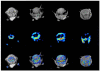 FIGURE 7.6. Simultaneous PET/MR images of mouse brain.