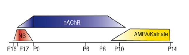 Figure 5. . Retinal waves occur in three stages.