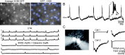 Figure 7. . Cellular features of starburst amacrine cells underlie the spatiotemporal properties of retinal waves.