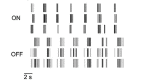 Figure 8. . Glutamatergic waves occur in clusters of asynchronous ON/OFF bursts.