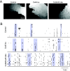 Figure 10. . Spatiotemporal properties of retinal waves are similar in control, Cx45, and Cx36/45 double knockout mice.