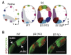 Figure 13. . Retinal waves drive refinement of central projections.