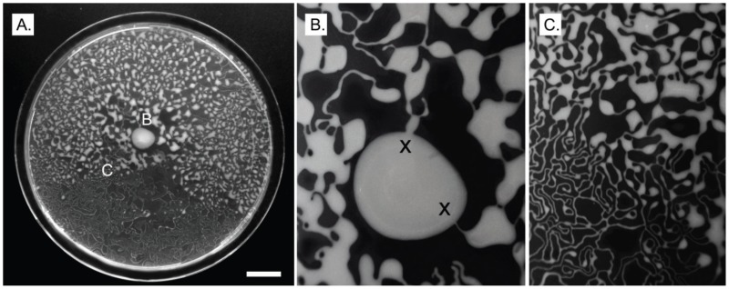 A three-panel microscopy showing pattern formation by swarming P. vortex