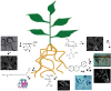 FIGURE WO-2. Illustration of the chemical communication that exists between plant roots and other organisms in the complex rhizosphere.