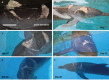 FIGURE WO-34. Wound healing in a severely wounded bottlenose dolphin.