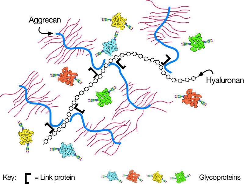 FIGURE 16.1. The large cartilage CS proteoglycan (aggrecan) forms an aggregate with hyaluronan and link protein (see Chapter 15).