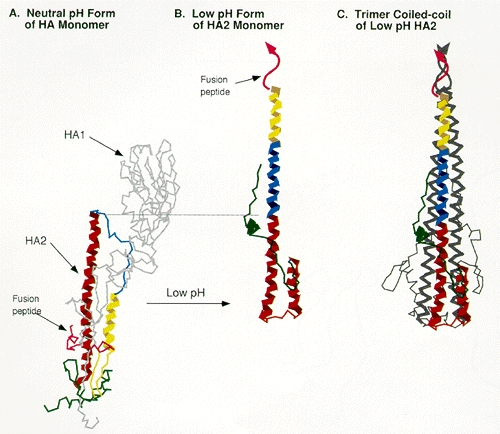 Figure 8. Ribbon diagram of the neutral and low pH forms of the influenza virus hemagglutinin.