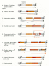 Figure 2. Typical retroviral vectors.