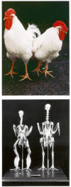 Figure 20. Chickens afflicted with osteopetrosis.