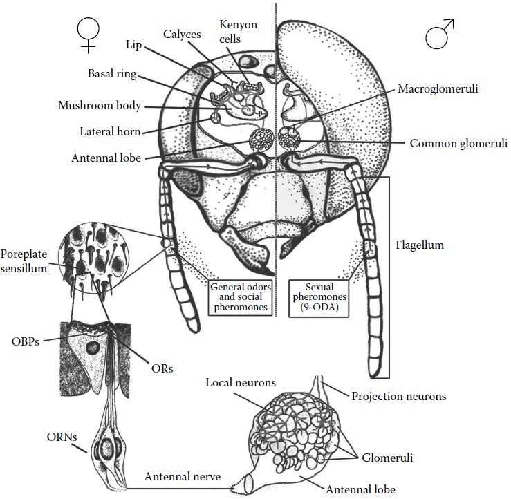 FIGURE 5.5. Schematic representation of the reception pathway for general odors and social pheromones in the worker honey bee (left) and for sexual pheromones in the honey bee drone (right) from the antenna poreplate sensilla to the antennal lobe, and the following transmission of the signal in the central nervous system.