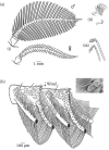 FIGURE 4.3. (a) Antennae of insects with sexual dimorphism: (i) Saturniid moth (Antheraea pernyi), (ii) scarabid beetle (Rhopaea sp.