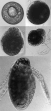 Figure 2.11. Development of Daphnia embryos.