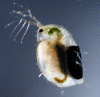 Figure 2.13. Daphnia magna carrying a resting egg.