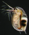 Figure 2.14. Daphnia longispina carrying a resting egg.