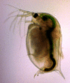 Figure 2.15. Male Daphnia magna .