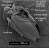 Figure 2.16. Scanning electron microscopic of an adult male Daphnia magna .