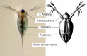 Figure 2.2. Ventral view of Daphnia Adult females.