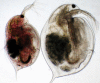 Figure 2.7. Two Daphnia magna with contrasting hemolymph color due to haemoglobin (Hb).