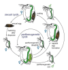 Figure 2.9. Life cycle of a cyclic parthenogenetic Daphnia .