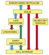 Figure 13-1. The endocytic and biosynthetic-secretory pathways.