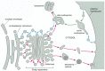 Figure 13-3. The intracellular compartments of the eucaryotic cell involved in the biosynthetic- secretory and endocytic pathways.