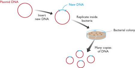 Figure 4.2. DNA cloning.