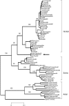 FIGURE 1-4. Phylogenetic tree of the influenza virus hemagglutinin gene segment.