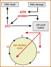 The ATM protein. The ATM protein mediates responses to DNA damage, in particular those that control progression through the cell cycle.
