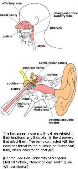 Ear, Nose, and Throat (ENT) - StoryMD