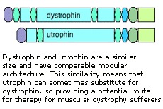 duchenne muscular dystrophy gene