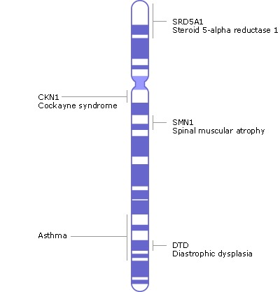 Chromosome Chart Name