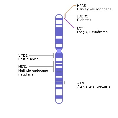 diagram of chromosome with gene