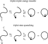 Figure 2. Using long-lived triplet states to measure rates of contact formation in peptides.