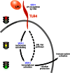 TLR4 signalling pathway.