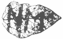 As a test of neem's ability to repel insects, entomologist Thyril Ladd dipped a glass rod into dilute neem extract and wrote the letters N and M on a soybean leaf