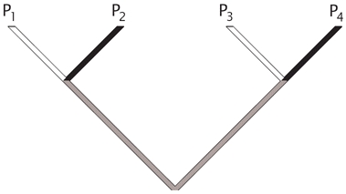 Figure 11.3. Alternative phylogenetic pattern that clusters P1 with P2 and P3 with P4.