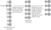 Figure 2.2. Clonal selection of B cells to produce antibodies that match an epitope of an invading antigen.