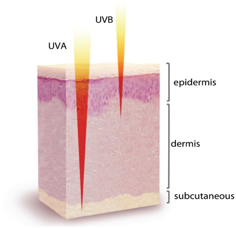 Figure 7, Types of Ultraviolet (UV) Radiation and Skin Penetration - The  Surgeon General's Call to Action to Prevent Skin Cancer - NCBI Bookshelf
