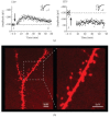 FIGURE 12.2. (a) Example of a whole-cell recording obtained from a GFP-infected CA1 pyramidal neuron (PND24 rat) showing long-term potentiation (LTP) of the AMPA receptor-mediated EPSC.