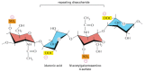 Figure 19-36. The repeating disaccharide sequence of a dermatan sulfate glycosaminoglycan (GAG) chain.