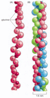 Figure 19-43. The structure of a typical collagen molecule.