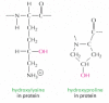 Figure 19-45. Hydroxylysine and hydroxyproline.