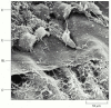 Figure 19-56. The basal lamina in the cornea of a chick embryo.