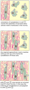 Figure 19-61. How the extracellular matrix could, in principle, propagate order from cell to cell within a tissue.