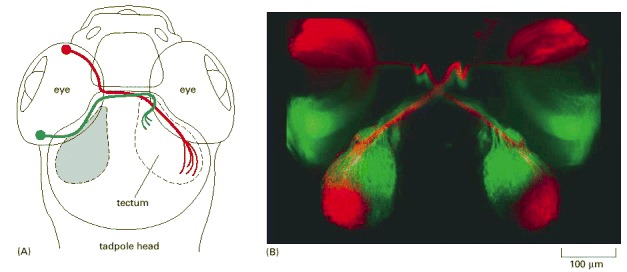 Figure 21-100. The neural map from eye to brain in a young zebrafish.