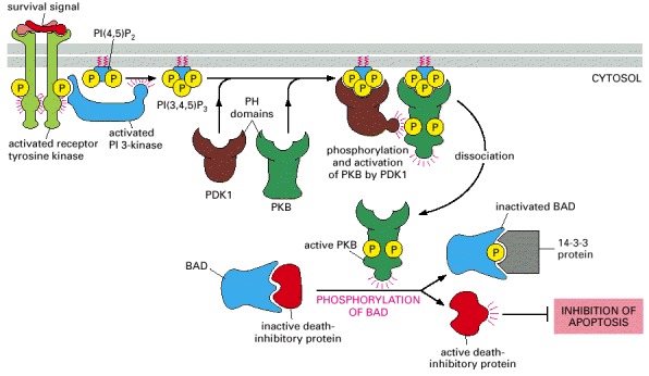 Figure 15-60. One way in which signaling through PI 3-kinase promotes cell survival.