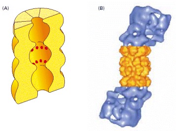 Figure 6-86. The proteasome.