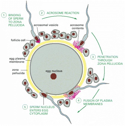 Figure 20-31. The acrosome reaction that occurs when a mammalian sperm fertilizes an egg.