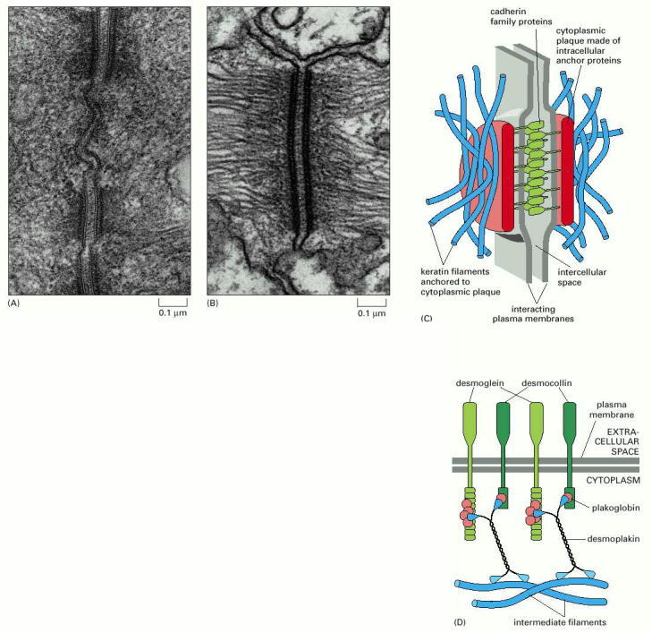 Figure 19-11. Desmosomes.